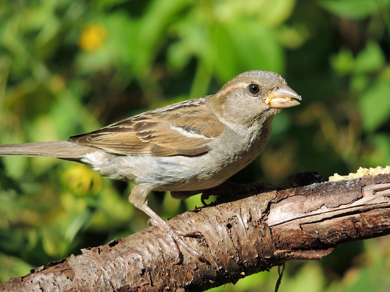Sparrow