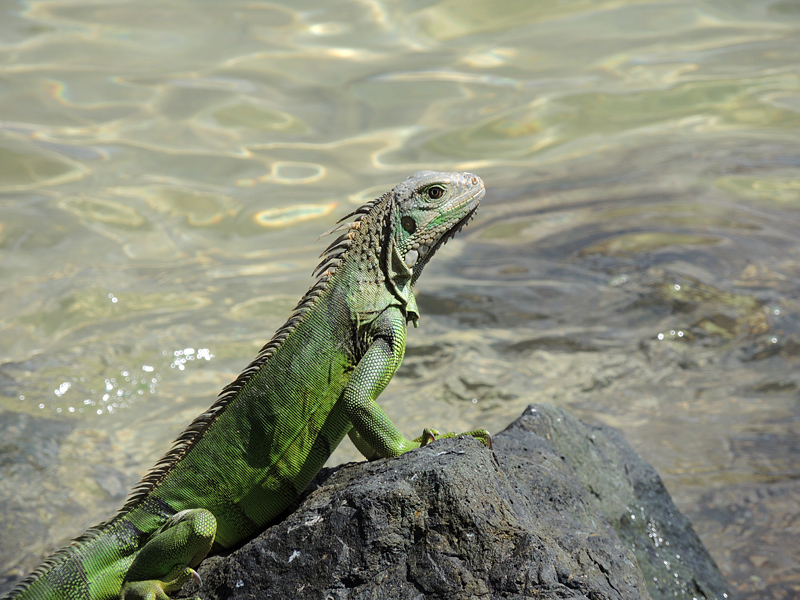 Iguana