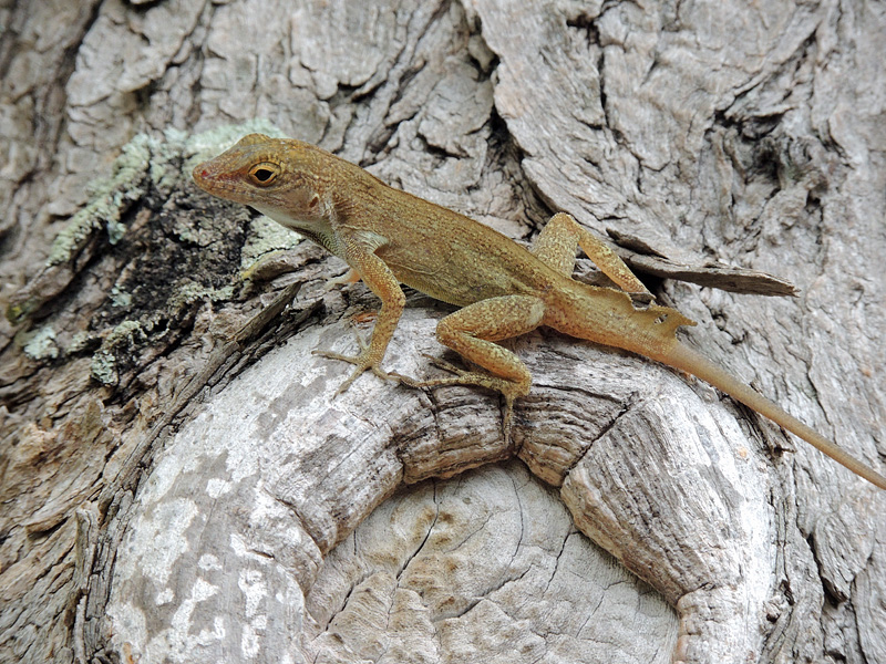 Anole lizard