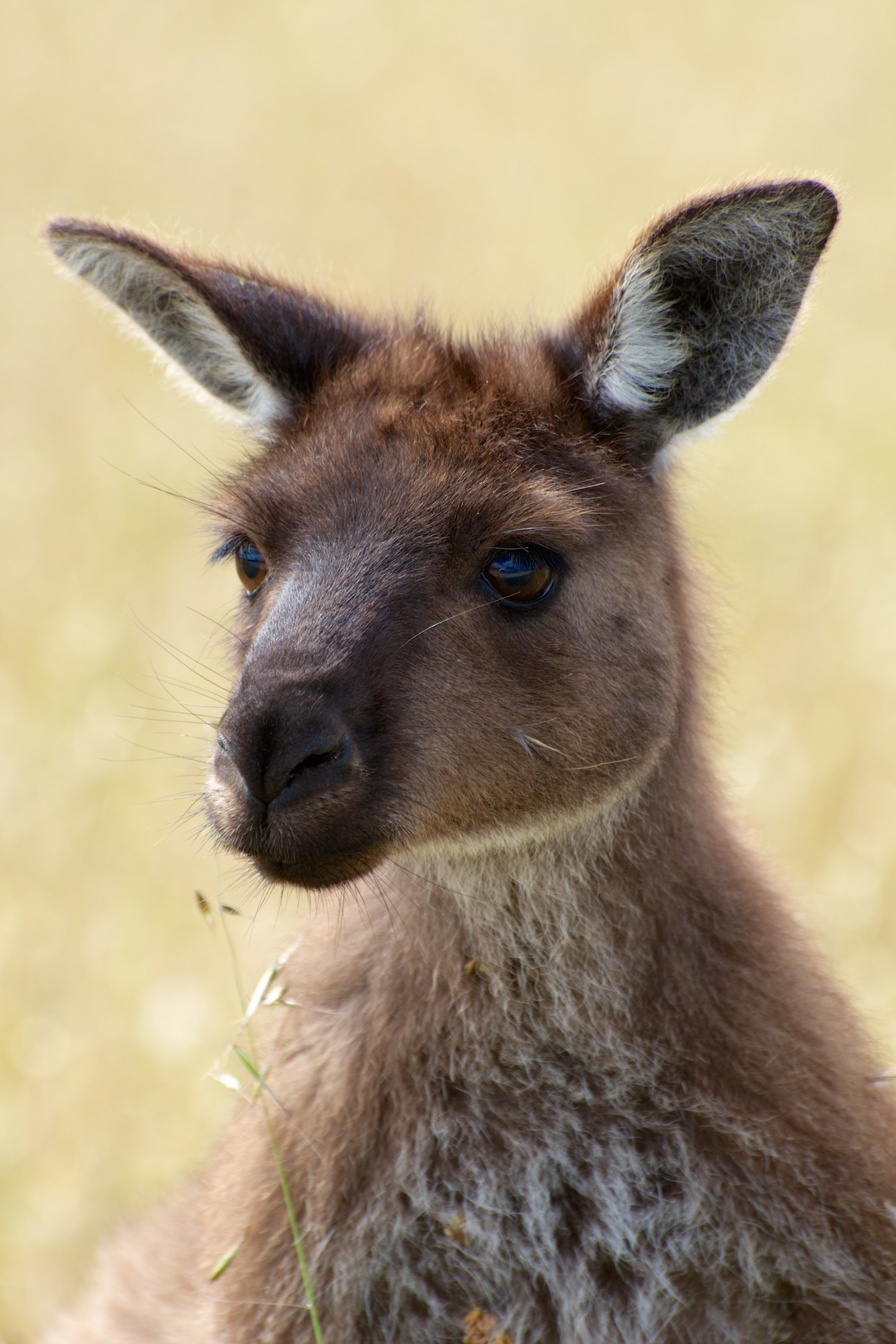 Kangaroo Close Up