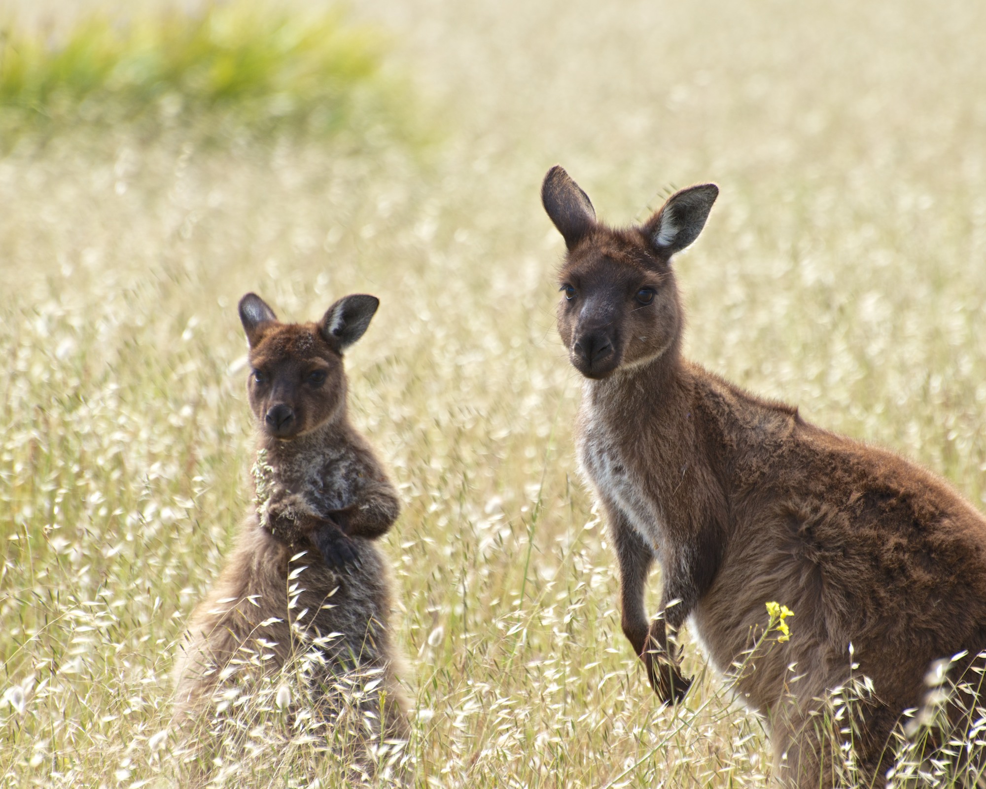 Mother and child, Kangaroo Island