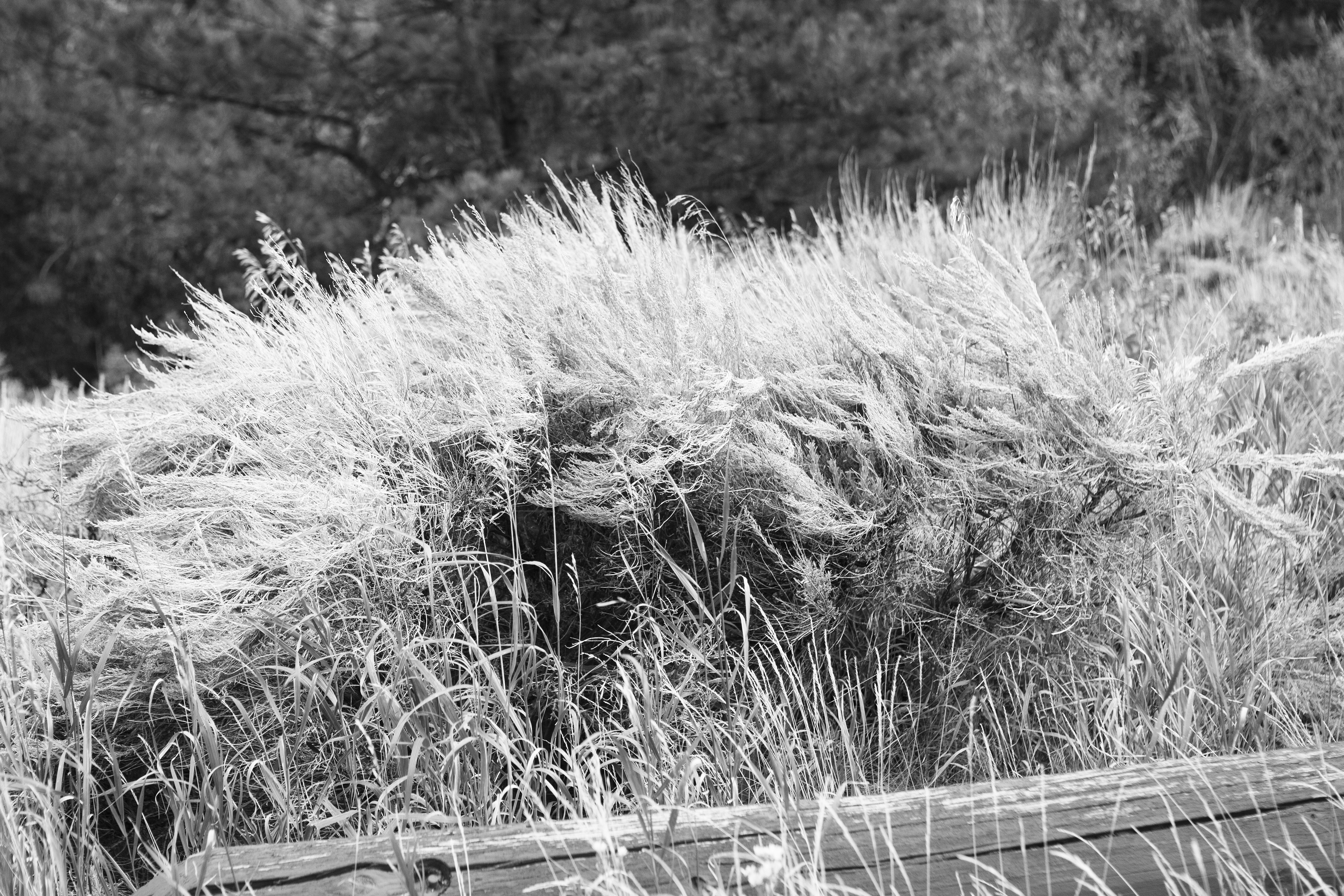 IMG_3948-BW-JPG.jpg