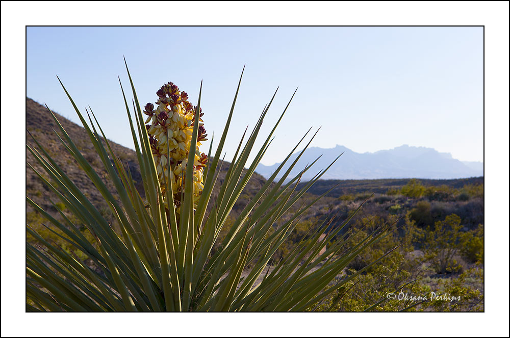 TX-Big-Bend-7.jpg