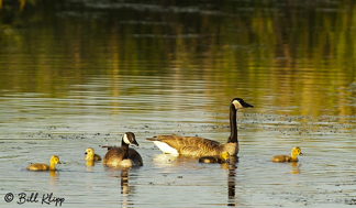 Canada Geese  14