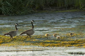 Canada Geese  37