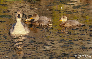 Mallard Ducks  13
