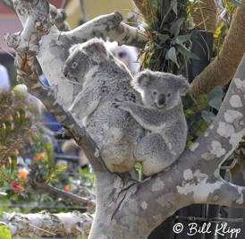 Koala Bear,  San Diego Zoo  2