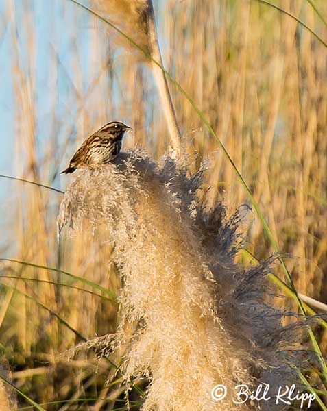 Bird(?) on Cattail  1