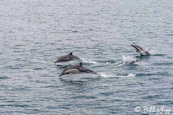 Long Beaked Common Dolphins  24