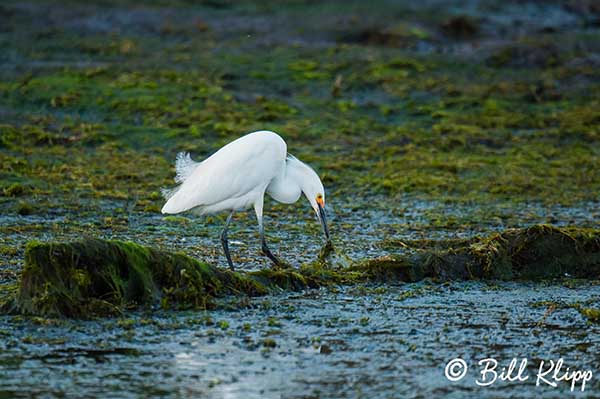 Snowy Egret  25