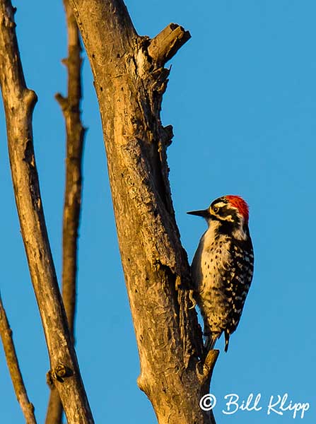 Nuttalls Woodpecker  1