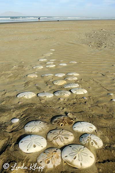 Sand Dollar Beach, Isla Magdalena  11
