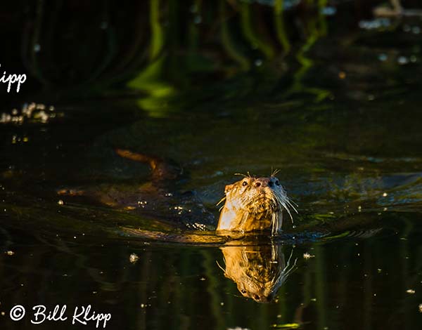 River Otters  3