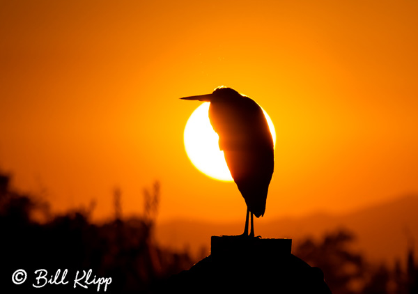 Great Blue Heron Sunset 2