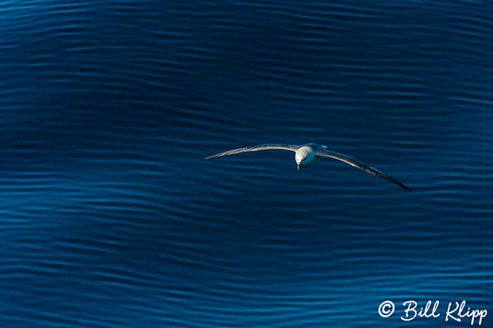 Fulmar  3