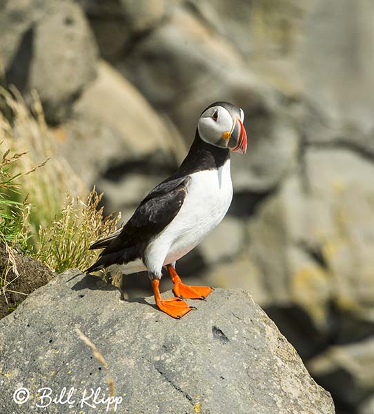 Atlantic Puffins, Dyrholaey Cliffs  24