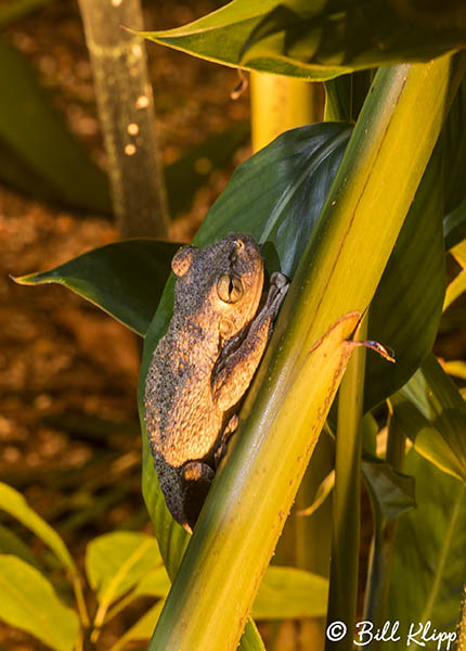 Tree Frog  3