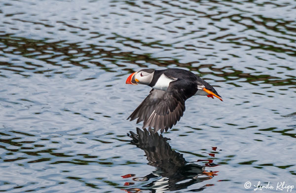 Puffin, Reykjavik  1