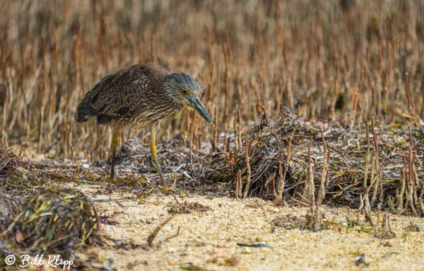 Night Heron  2