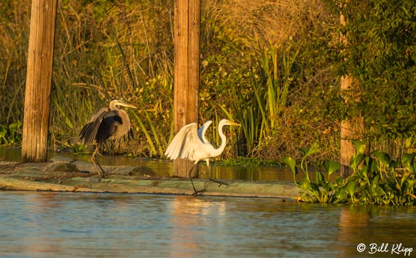 Great Egret  30