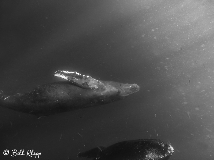 Humpback Whale Underwater  3