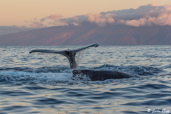 Humpback Whale Fluke  13