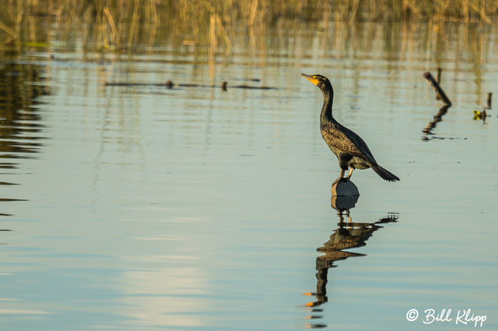 Cormorant  5