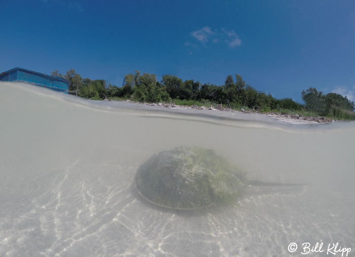 Horseshoe Crab  1