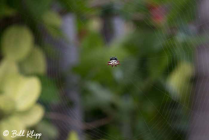 Orb-Weaver Spider  2
