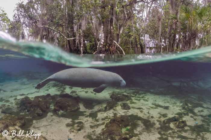 Manatee  3