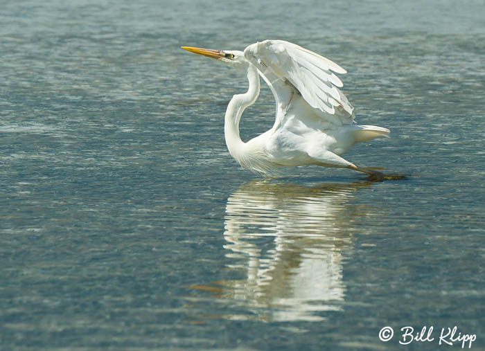 Great White Heron  3