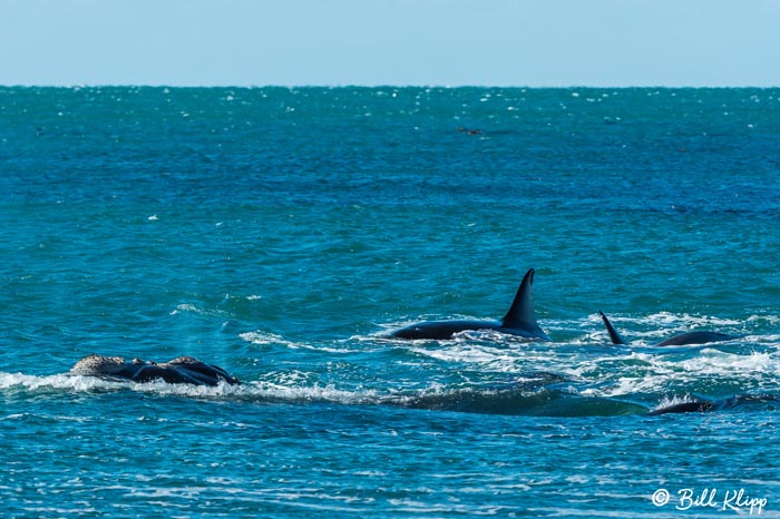 Orcas Attacking a Southern Right Whale  6