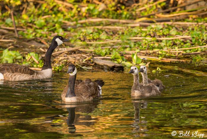 Canada Geese  23