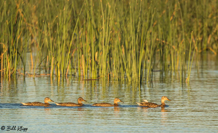 Mallard Ducks  18