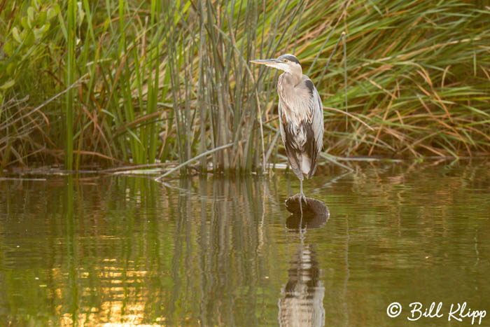 Great Blue Heron  27