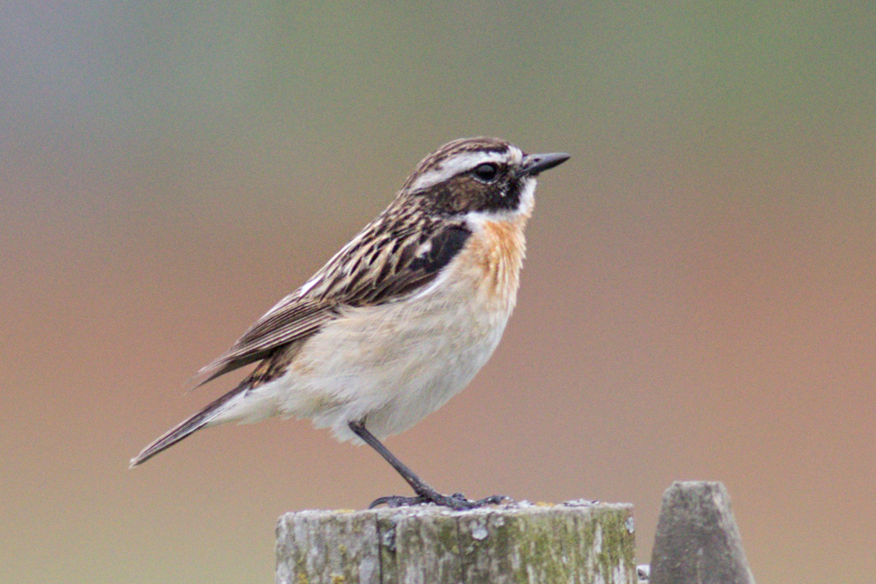 Winchat (male) / Buskskvtta (hane)