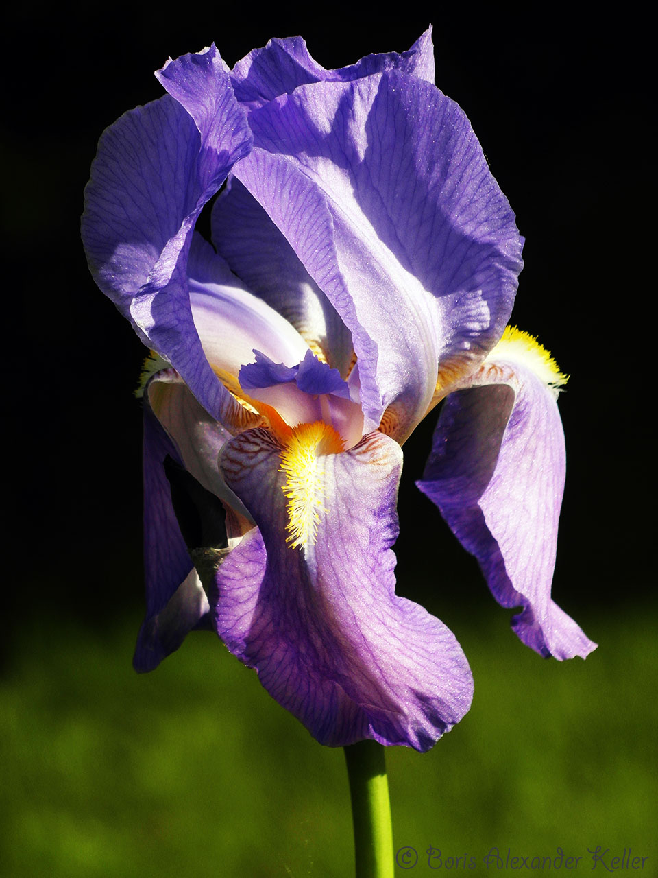 Iris