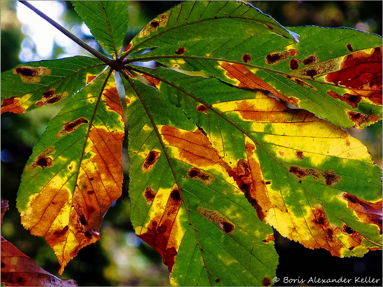 Signs of Autumn