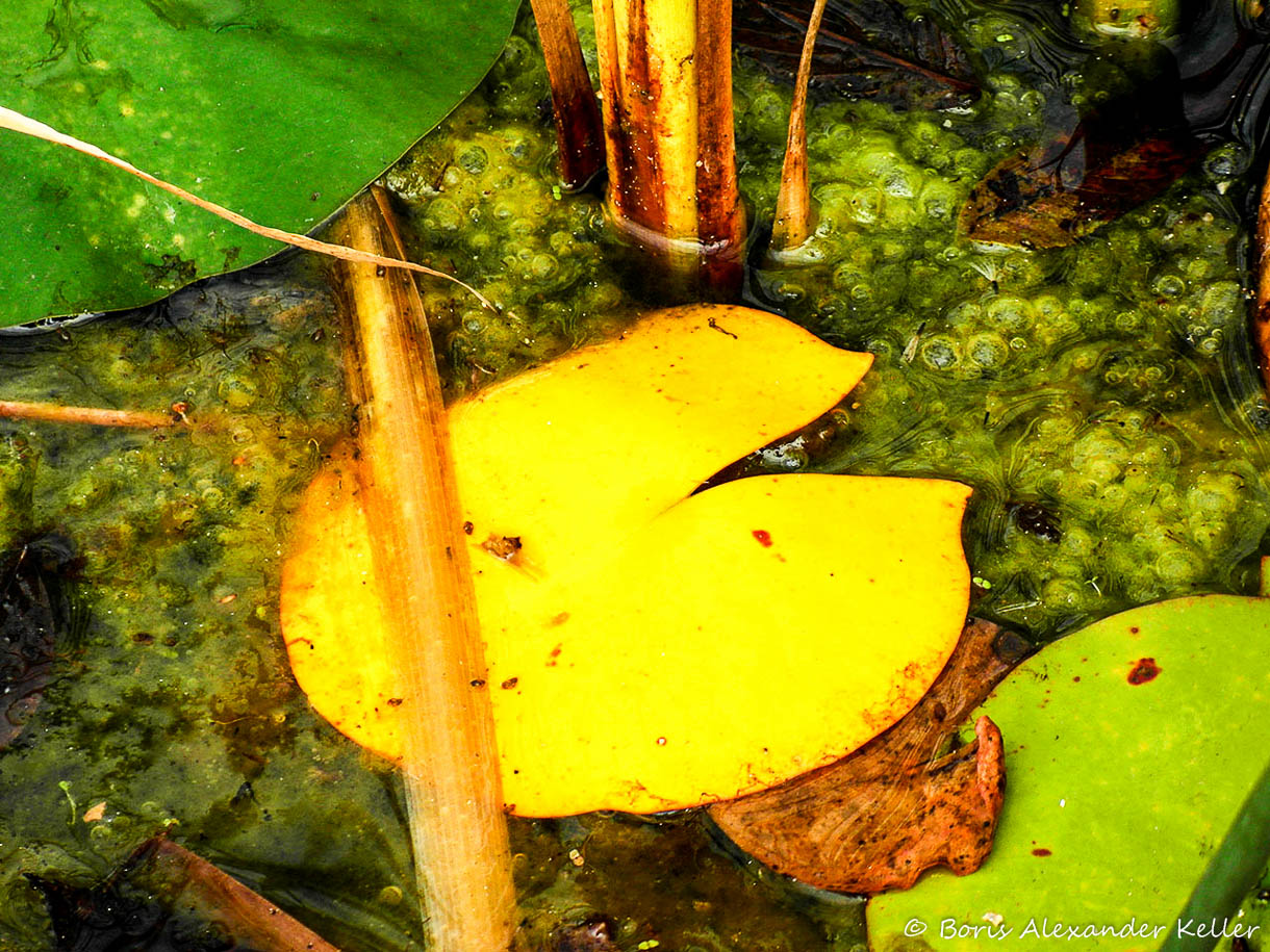 Fall abstract
