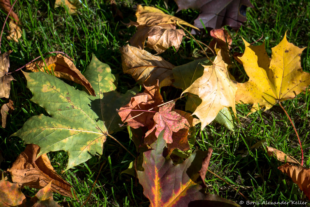 Falling into fall..