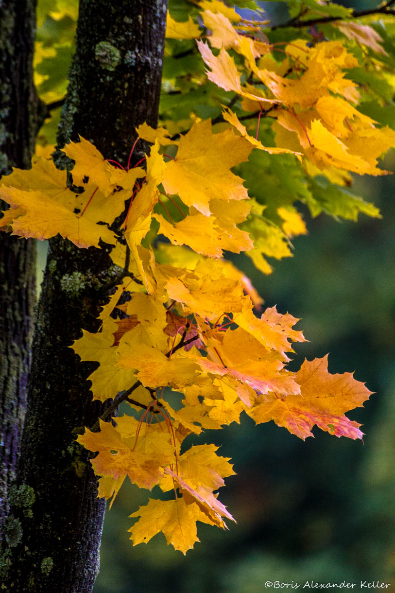 Maple tree