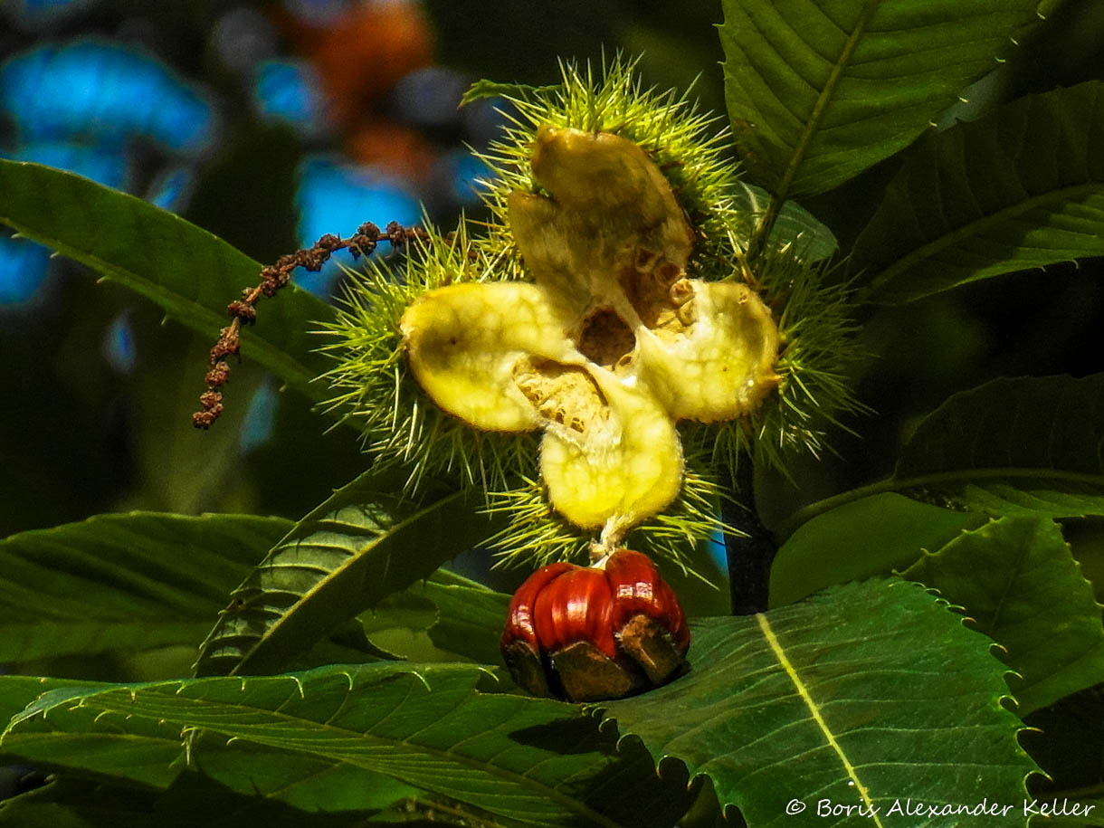 Sweet chestnut