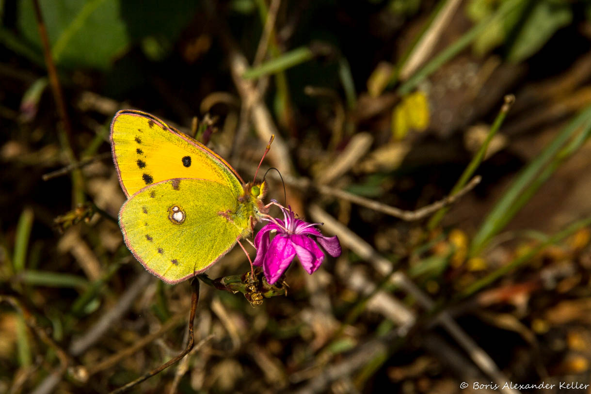 Fauna & Flora
