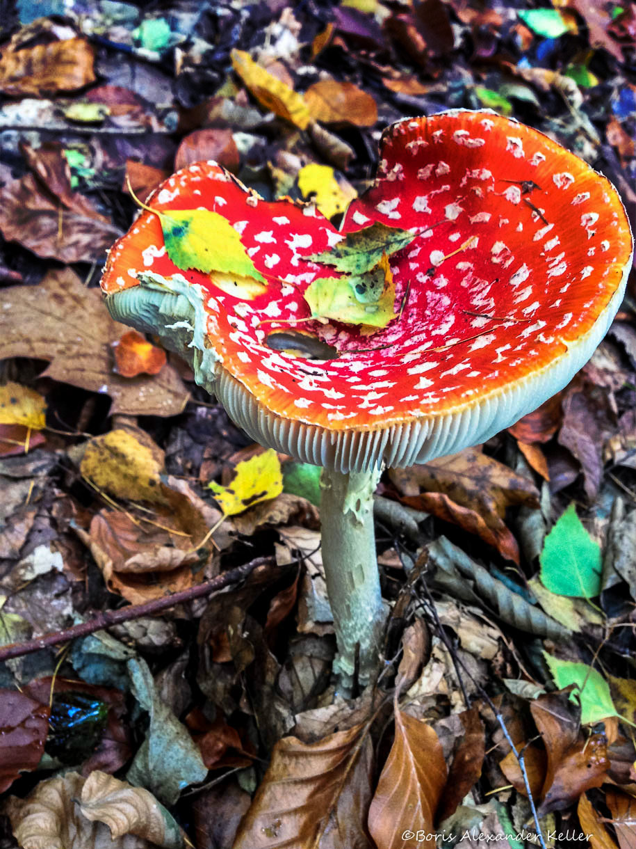 Fliegenpilz