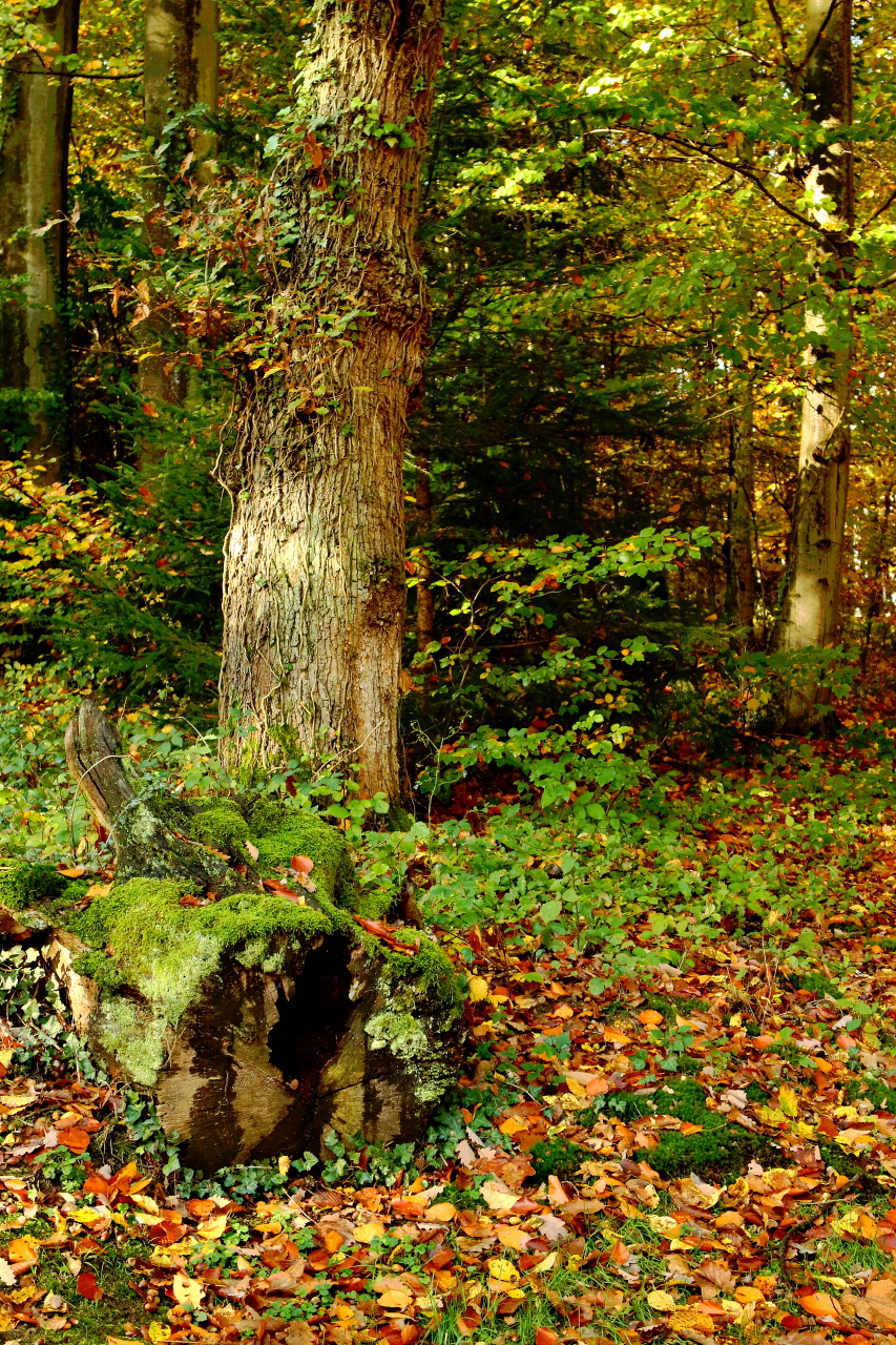 At the forest...