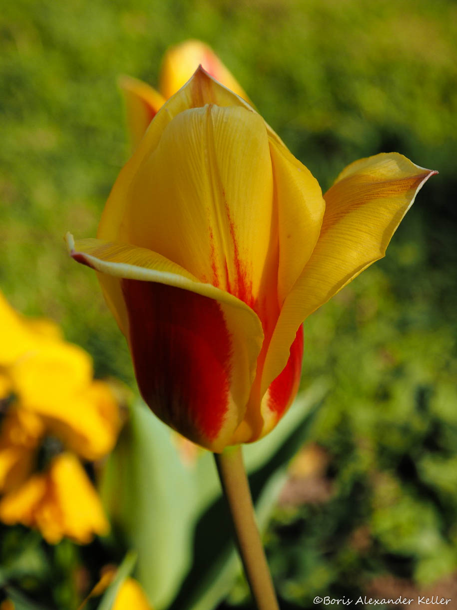 Tulip