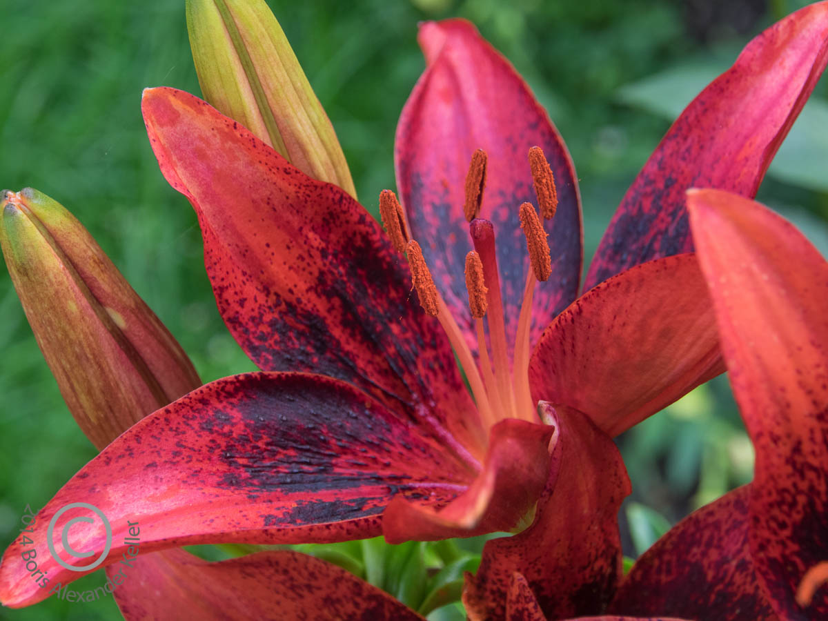 Day Lily