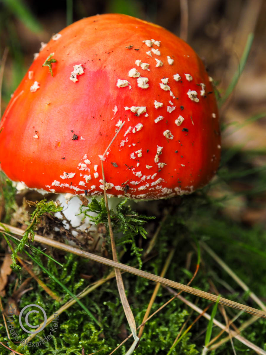 Fliegenpilz