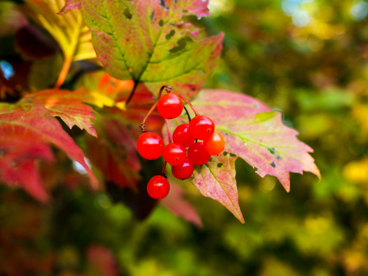 Autumns Berries