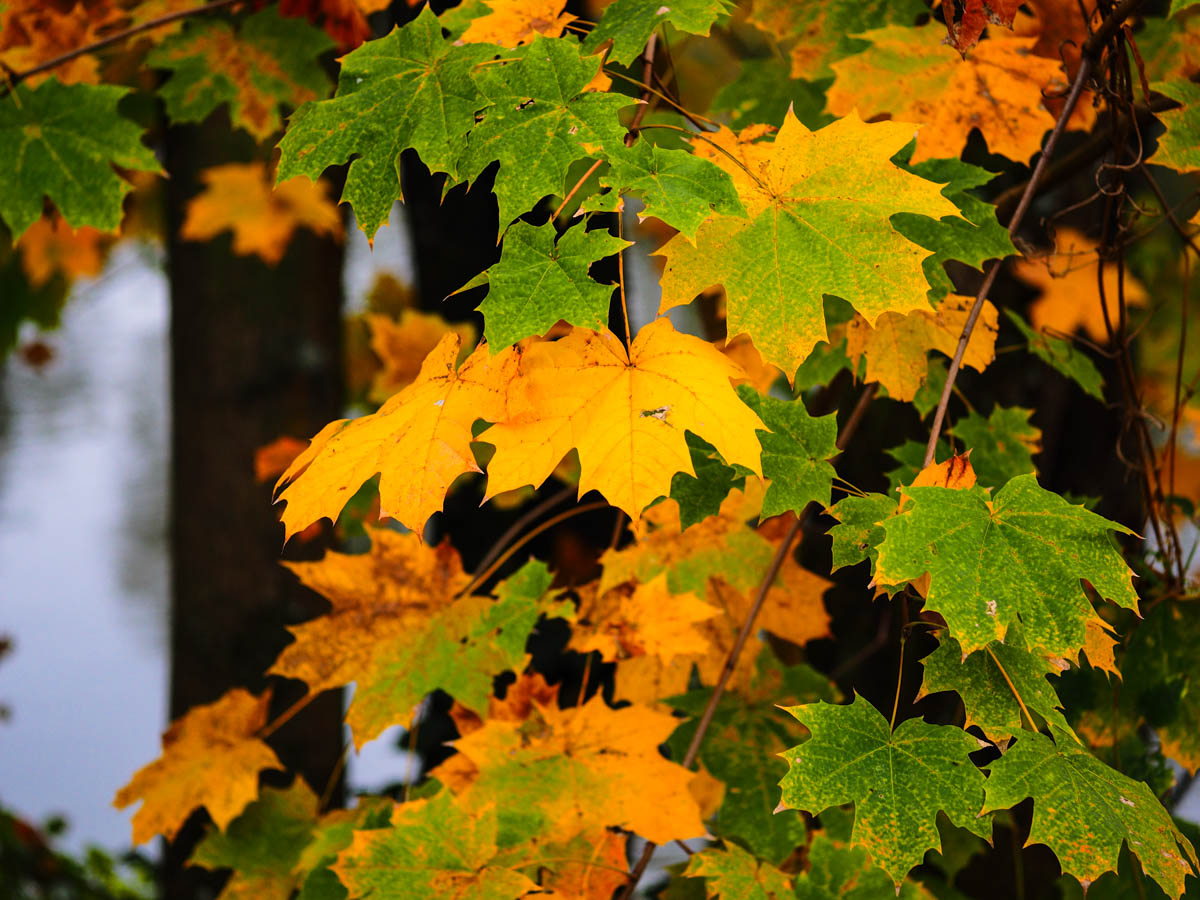 Goldener Oktober